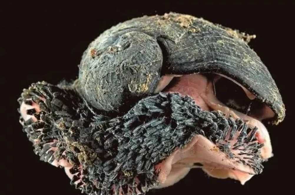 The Armor-Plated Scaly-Foot Snail: Deep-Sea Marvel of the Indian Ocean